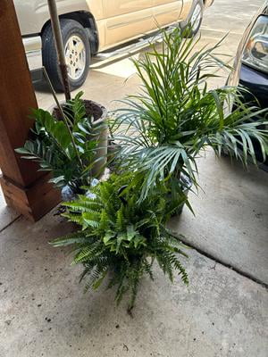Nature's Way Farms ZZ Plant, Indoor/Outdoor 25-30 in. Tall