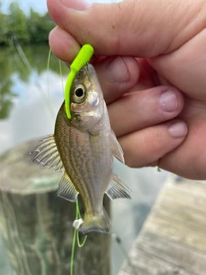 Berkley Gulp! Alive! Fish Fry Soft Bait - Walmart.com