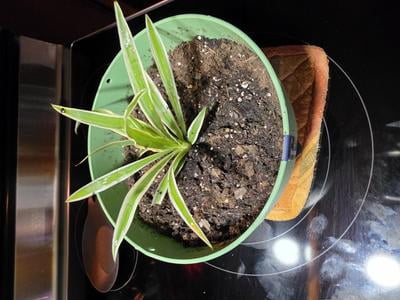 August Breeze Farm, Airplane Spider Plant, 3pk Indoor Houseplant,  Air-Purifying, Low Maintenance - Walmart.com