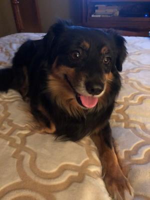 frontline for dogs walmart