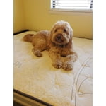 Image 7 of customer photos