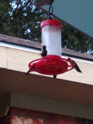 First Nature Hummingbird Feeder 16 Oz Walmart Com