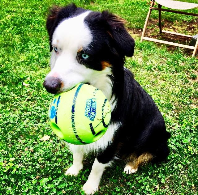 wobble wag giggle ball walmart