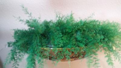 Customer reviews for Mysterious Air Fern | Walmart.com
