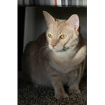 Image 4 of customer photos