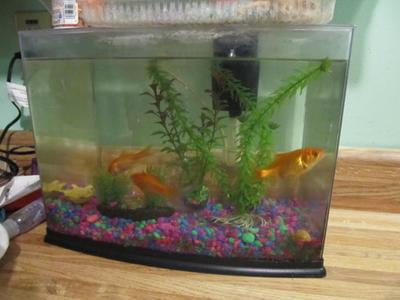 protein foam in fish tank