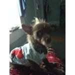 Image 4 of customer photos