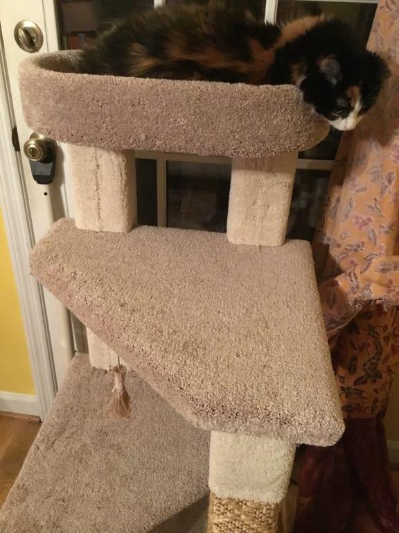 beatrise kitty cat tree