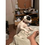 Image 4 of customer photos