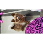 Image 6 of customer photos