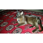 Image 1 of customer photos