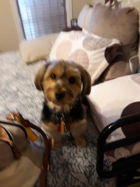 bissell bark bath walmart