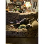 Image 4 of customer photos
