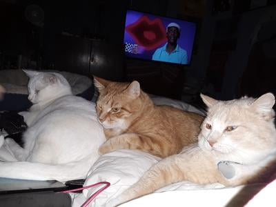 amazing cat litter walmart