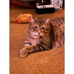 Image 1 of customer photos