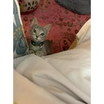 Image 5 of customer photos