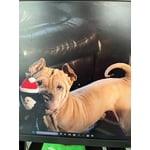 Image 2 of customer photos