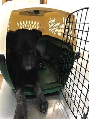 ruff maxx kennel for dogs weighing