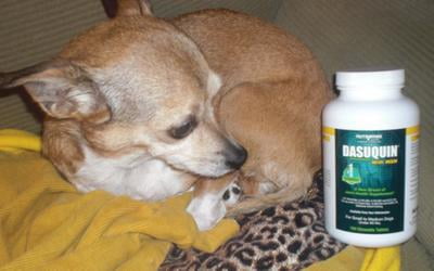 dasuquin for dogs walmart