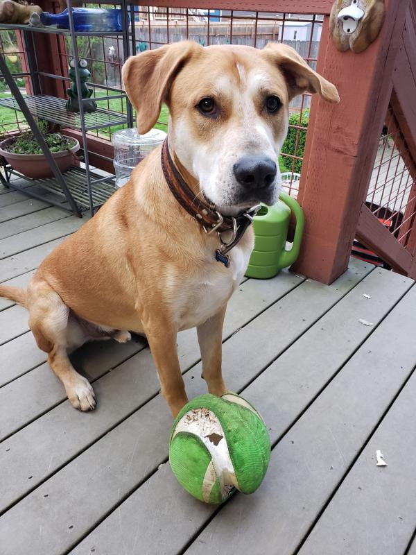 chuckit kick fetch ball large