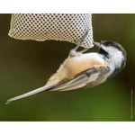 Image 5 of customer photos