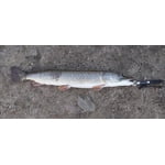 Image 4 of customer photos