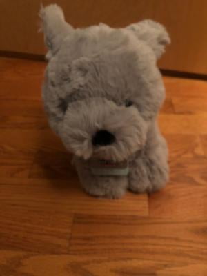 grey dog teddy