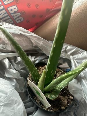 aloe vera plant scientific name Aloe Vera