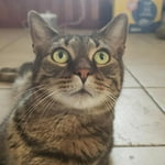 Image 6 of customer photos