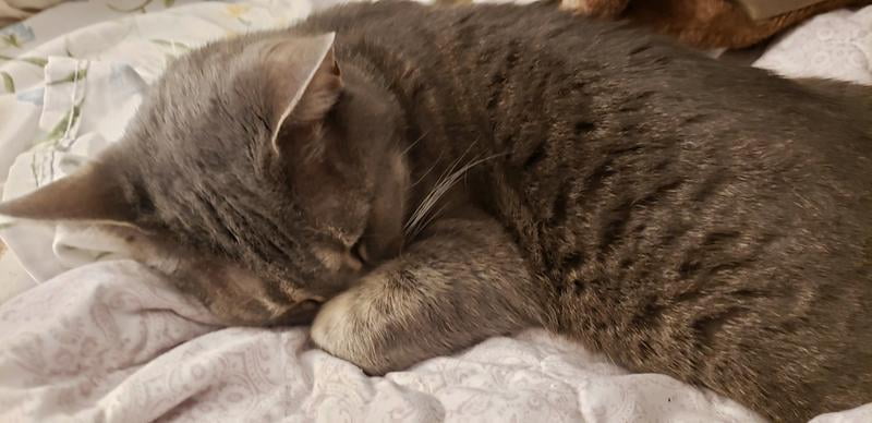 walmart meow mix 22 lb bag