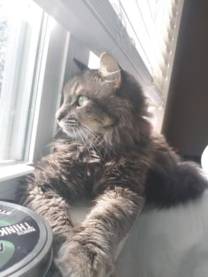 walmart meow mix 22 lb bag