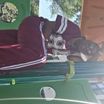 No Boundaries Track Pants, 31'' Inseam, Women's