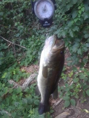 berkley fusion spinning reel and fishing rod combo