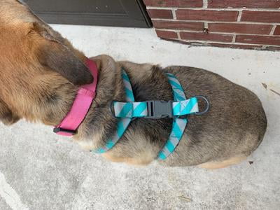 how to put on a dog harness from walmart