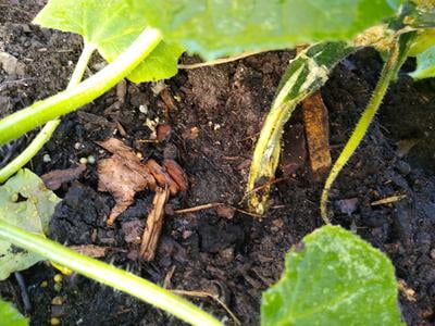 Miracle Gro Garden Soil All Purpose For In Ground Use 1 Cu Ft Walmart Com Walmart Com Miracle Gro Garden Soil All Purpose For In Ground Use 1 Cu Ft Walmart Com Walmart Com