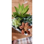 Image 3 of customer photos