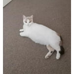 Image 7 of customer photos