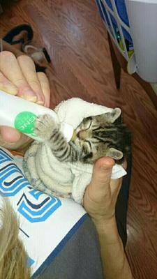 kmr kitten formula walmart