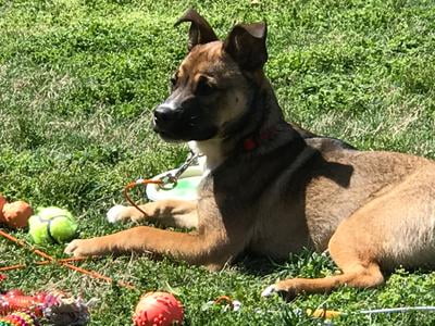 purina one large breed puppy walmart