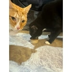 Image 2 of customer photos