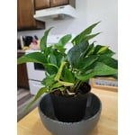 Image 7 of customer photos