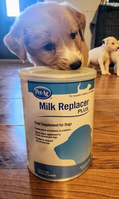 Customer reviews for PetAg Milk Replacer Plus for Neonate Newborn