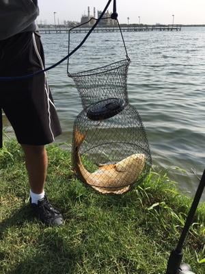 Fishing Accessories,Collapsible Fishing Net Cage Collapsible Floating Wire  Fishing Basket Fishing Cage Basket Optimized for Excellence 