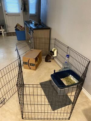 vibrant life pet exercise pen