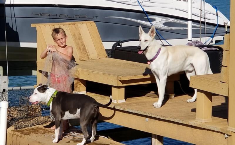 bissell bark bath walmart