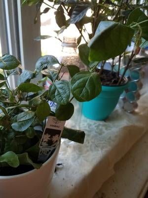 Ohio Grown Arabian Tea Jasmine Plant Maid Of Orleans 4 Pot Walmart Com Walmart Com Ohio Grown Arabian Tea Jasmine Plant Maid Of Orleans 4 Pot Walmart Com Walmart Com