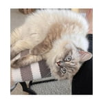 Image 7 of customer photos