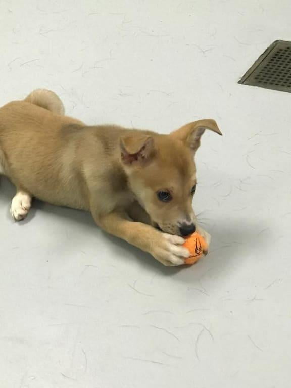 hill's science diet puppy food walmart