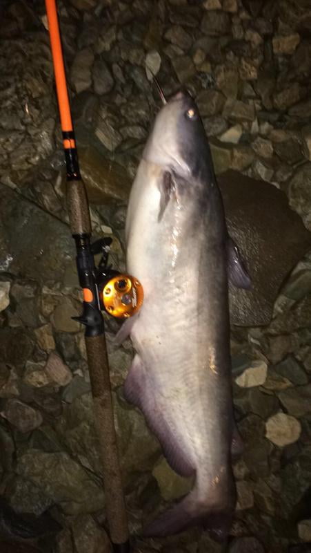 catfish special