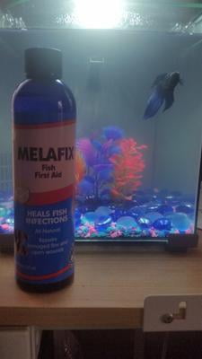 api melafix freshwater fish
